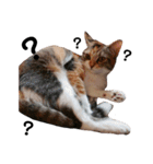三毛猫ゆずの日常（個別スタンプ：16）