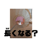 三毛猫ゆずの日常（個別スタンプ：18）
