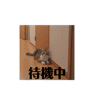 三毛猫ゆずの日常（個別スタンプ：20）