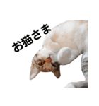 三毛猫ゆずの日常（個別スタンプ：22）