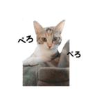 三毛猫ゆずの日常（個別スタンプ：23）
