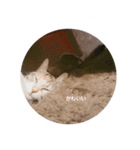三毛猫ゆずの日常（個別スタンプ：24）