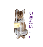 おこげちゃん1（個別スタンプ：12）