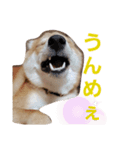 おこげちゃん1（個別スタンプ：14）