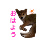おこげちゃん1（個別スタンプ：15）