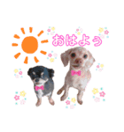 dogdogthree（個別スタンプ：1）