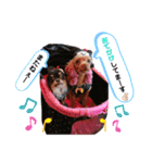 dogdogthree（個別スタンプ：4）