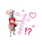 dogdogthree（個別スタンプ：6）