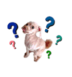 dogdogthree（個別スタンプ：7）