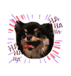 dogdogthree（個別スタンプ：9）