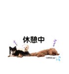 dogdogthree（個別スタンプ：12）