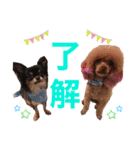 dogdogthree（個別スタンプ：13）