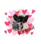 dogdogthree（個別スタンプ：14）