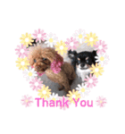 dogdogthree（個別スタンプ：15）