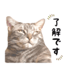 ねこのすぅ様（個別スタンプ：3）