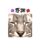 ねこのすぅ様（個別スタンプ：4）