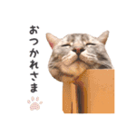 ねこのすぅ様（個別スタンプ：5）
