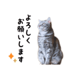 ねこのすぅ様（個別スタンプ：6）