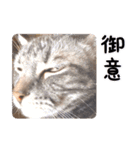 ねこのすぅ様（個別スタンプ：7）