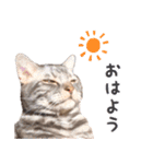 ねこのすぅ様（個別スタンプ：9）