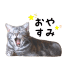ねこのすぅ様（個別スタンプ：10）