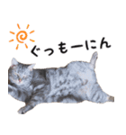 ねこのすぅ様（個別スタンプ：11）