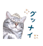ねこのすぅ様（個別スタンプ：12）