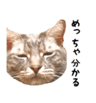 ねこのすぅ様（個別スタンプ：13）