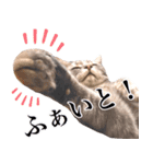 ねこのすぅ様（個別スタンプ：14）