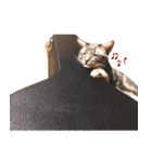 ねこのすぅ様（個別スタンプ：16）