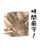 ねこのすぅ様（個別スタンプ：19）