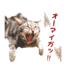 ねこのすぅ様（個別スタンプ：24）
