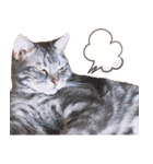 ねこのすぅ様（個別スタンプ：26）
