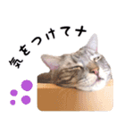 ねこのすぅ様（個別スタンプ：27）