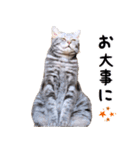 ねこのすぅ様（個別スタンプ：28）