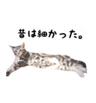 ねこのすぅ様（個別スタンプ：29）