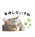 ねこのすぅ様（個別スタンプ：31）