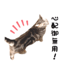 ねこのすぅ様（個別スタンプ：32）