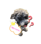 山口さんちのラフくん その2（個別スタンプ：1）