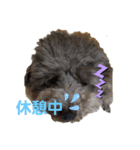 山口さんちのラフくん その2（個別スタンプ：4）