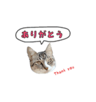 くろねこまろとサバ白はな（個別スタンプ：1）