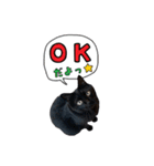 くろねこまろとサバ白はな（個別スタンプ：3）
