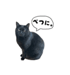 くろねこまろとサバ白はな（個別スタンプ：4）
