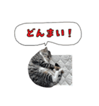 くろねこまろとサバ白はな（個別スタンプ：7）