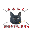 くろねこまろとサバ白はな（個別スタンプ：10）