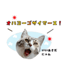 くろねこまろとサバ白はな（個別スタンプ：12）