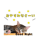 くろねこまろとサバ白はな（個別スタンプ：13）