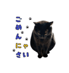くろねこまろとサバ白はな（個別スタンプ：14）