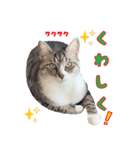 くろねこまろとサバ白はな（個別スタンプ：15）