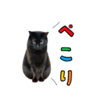 くろねこまろとサバ白はな（個別スタンプ：16）